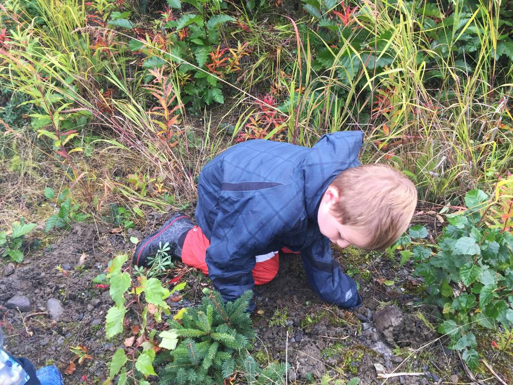 Sawyer Johnson digs up a tree to be transplanted Thursday, Sept. 7, 2017 on Spruceview Avenue in Homer, Alaska. He and the rest of his Paul Banks Elementary class moved dozens of pine trees to the newly-completed trails at Karen Hornaday Park to help bring plant diversity to the area. (Photo courtesy Paul Banks Elementary)