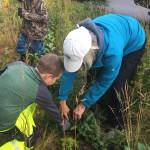 Deb Lowney helps Paul Banks Elementary student Colt Krueger dig up a tree Thursday, Sept. 7, 2017 on Spruceview Avenue in Homer, Alaska. Krueger and his classmates transplanted trees from that street to new trails in Karen Hornaday Park to encourage plant diversity there. (Photo courtesy Paul Banks Elementary)