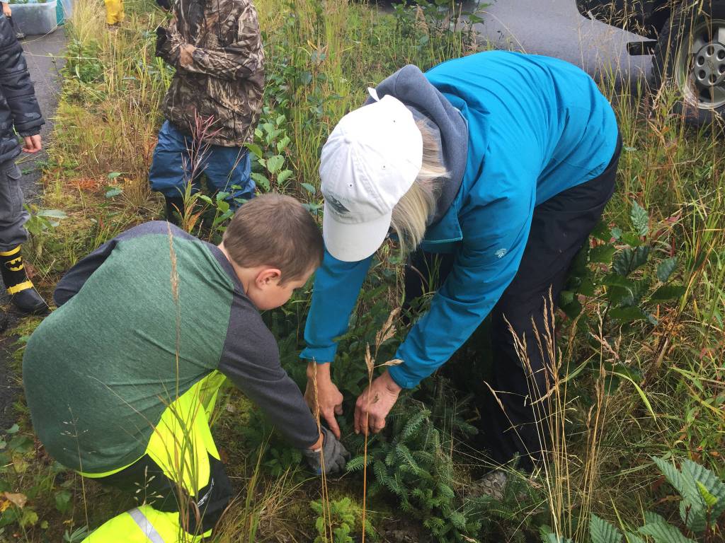 Deb Lowney helps Paul Banks Elementary student Colt Krueger dig up a tree Thursday, Sept. 7, 2017 on Spruceview Avenue in Homer, Alaska. Krueger and his classmates transplanted trees from that street to new trails in Karen Hornaday Park to encourage plant diversity there. (Photo courtesy Paul Banks Elementary)