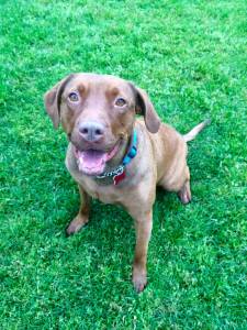 Pet of the Week: Galena