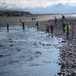 Pinks run in places never seen before in bay