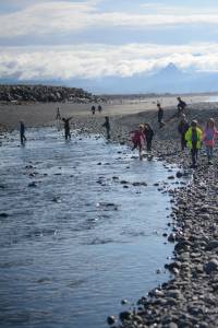 Pinks run in places never seen before in bay