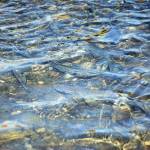 Pinks run in places never seen before in bay