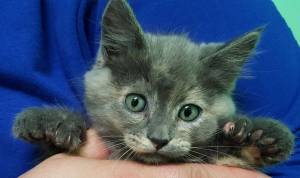 Pet of the Week: Jazzy