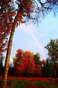 The sun shines on a birch forest and lights up a rainbow near East End Road on Sunday, Sept. 24, 2017 &mdash; evidence of why US News and World Report recently named Homer one of &ldquo;50 Small Towns with Gorgeous Fall Foliage.&rdquo; The weekend forecast calls for sunshine, with temperatures in the mid-40s and mid-50s. (Photo by Jennifer Tarnacki, Homer News)