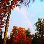 The sun shines on a birch forest and lights up a rainbow near East End Road on Sunday, Sept. 24 &mdash; evidence of why US News and World Report recently named Homer one of &ldquo;50 Small Towns with Gorgeous Fall Foliage.&rdquo; The birch leaves appear redder because of the angle of the sun on them.  The weekend forecast calls for sunshine, with temperatures in the mid-40s and mid-50s, a respite from recent long days of clouds and rain. (Photo by Jennifer Tarnacki, Homer News)