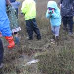 Paul Banks Elementary student Zoe Black uses her pair of binoculars to get a closer look at a decomposing fish during a field trip to the Beluga Slough on Thursday, Sept. 28, 2017 in Homer, Alaska. (Photo by Megan Pacer/Homer News)
