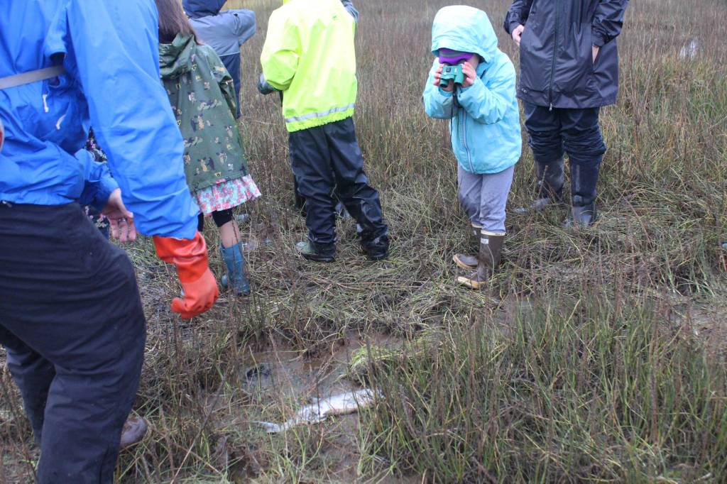 Paul Banks Elementary student Zoe Black uses her pair of binoculars to get a closer look at a decomposing fish during a field trip to the Beluga Slough on Thursday, Sept. 28, 2017 in Homer, Alaska. (Photo by Megan Pacer/Homer News)