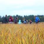 A group of second grade students from Paul Banks Elementary explore the Beluga Slough on a field trip Thursday, Sept. 28, 2017 in Homer, Alaska. (Photo by Megan Pacer/Homer News)