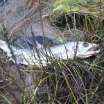 A dead fish decomposes in the Beluga Slough on Thursday, Sept. 28, 2017 in Homer, Alaska. A group of Paul Banks Elementary students got schooled in the ways of the slough and Beluga Lake during a field trip there last week. (Photo by Megan Pacer/Homer News)