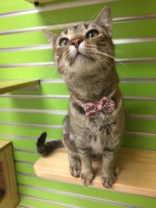 Pet of the Week: Paisley