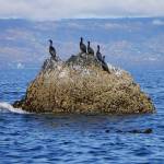 Pelagic cormorants sit on a rock in Kachemak Bay near Cohen Island in late September 2017. (Photo by Michael Armstrong, Homer News)