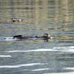 A sea otter swims in Eldred Passage late in September 2017 on a rare sunny day. (Photo by Michael Armstrong, Homer News)