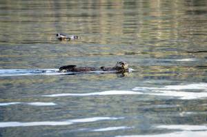 A sea otter swims in Eldred Passage late in September 2017 on a rare sunny day. (Photo by Michael Armstrong, Homer News)