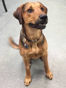 Pet of the Week: Elroy