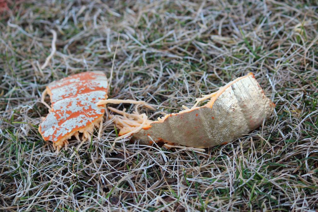 Shattered remains of the coveted golden pumpkin rest in a field after the pumpkin was hurled from a catapult during West Homer Elementary School&rsquo;s annual Punkin Chuckin&rsquo; fundraising event Friday, Nov. 3, 2017 at the school in Homer, Alaska. Participants get the chance to win a prize if they pick the correct square on a grid created on the field that the golden pumpkin lands on. (Photo by Megan Pacer/Homer News)