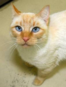 Pet of the Week: Madonna