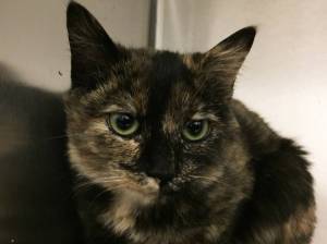 Pet of the Week: Gertie