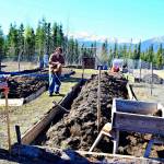 Anna Drew helps prep a raised bed for potatoes. (Photo by Jennifer Tarnacki)