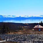 A peony field at Homer Gardens. (Photo by Jennifer Tarnacki)