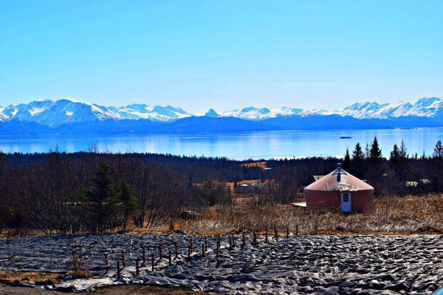 A peony field at Homer Gardens. (Photo by Jennifer Tarnacki)