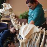 Zobeida Rutkin, right, helps Nicole Webster, left, and Kyle Cullum, center, assembly the skeleton of a sea lion, Woody, Wednesday, Nov. 22, 2017 in Pioneer Hall of Kachemak Bay Campus in Homer, Alaska. The students helped articulate Woody&rsquo;s skeleton in Lee Post&rsquo;s Marine Skeleton Articulation class. (Photo by Michael Armstrong, Homer News)
