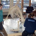 Zobeida Rutkin, left, helps Lee Post, center, and Nicole Webster, right assemble a skeleton Woody, a sea lion that lived at the Alaska SeaLife Center, Wednesday, Nov. 22, 2017 in Pioneer Hall of Kachemak Bay Campus in Homer, Alaska. The students helped articulate Woody&rsquo;s skeleton in Post&rsquo;s Marine Skeleton Articulation class. (Photo by Michael Armstrong, Homer News)