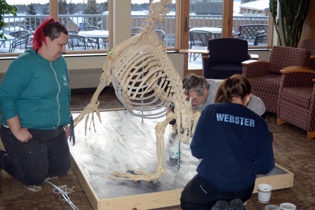 Zobeida Rutkin, left, helps Lee Post, center, and Nicole Webster, right assemble a skeleton Woody, a sea lion that lived at the Alaska SeaLife Center, Wednesday, Nov. 22, 2017 in Pioneer Hall of Kachemak Bay Campus in Homer, Alaska. The students helped articulate Woody&rsquo;s skeleton in Post&rsquo;s Marine Skeleton Articulation class. (Photo by Michael Armstrong, Homer News)