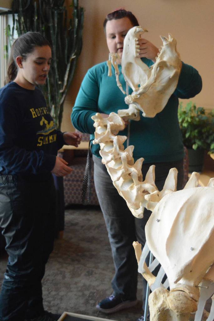 Zobeida Rutkin, right, helps Nicole Webster, left, put the skull of Woody on the rest of his skeleton Wednesday, Nov. 22, 2017 in Pioneer Hall of Kachemak Bay Campus in Homer, Alaska. The sea lion lived at the Alaska SeaLife Center before dying in November 2015 at the age of 22. The students helped articulate Woody&rsquo;s skeleton in Lee Post&rsquo;s Marine Skeleton Articulation class. (Photo by Michael Armstrong, Homer News)