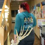 Zobeida Rutkin carries a flipper of Woody, a sea lion that lived at the Alaska SeaLife Center, Wednesday, Nov. 22, 2017 in Pioneer Hall of Kachemak Bay Campus in Homer, Alaska. Rutkin was a student in Lee Post&rsquo;s Marine Skeleton Articulation class and helped put together the skeleton of Woody. (Photo by Michael Armstrong, Homer News)