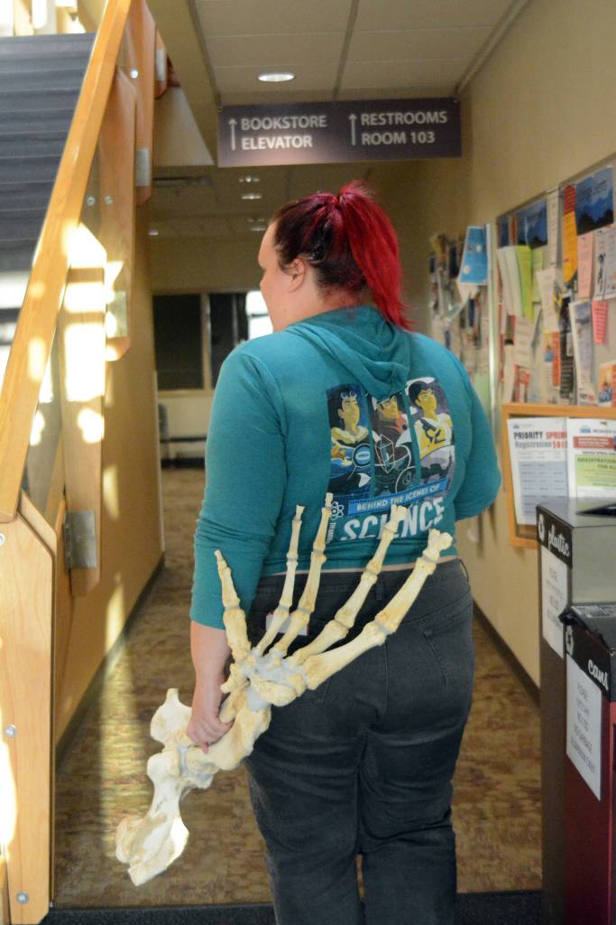 Zobeida Rutkin carries a flipper of Woody, a sea lion that lived at the Alaska SeaLife Center, Wednesday, Nov. 22, 2017 in Pioneer Hall of Kachemak Bay Campus in Homer, Alaska. Rutkin was a student in Lee Post&rsquo;s Marine Skeleton Articulation class and helped put together the skeleton of Woody. (Photo by Michael Armstrong, Homer News)