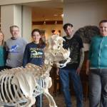 Posing behind the articulated skeleton of Woody, a sea lion from the Alaska SeaLife Center, on Wednesday, Nov. 22, are from left to right, Kachemak Bay Campus Biology Professor Debbie Boege-Tobin, Marine Skeletal Articulation Instructor Lee Post, Nicole Webster, Kyle Cullum, and Zobeida Rutkin in Pioneer Hall on Kachemak Bay Campus in Homer, Alaska. (Photo by Michael Armstrong, Homer News)