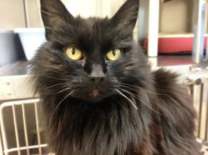 Pet of the Week: Shady