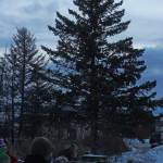 The tree outside the Homer Chamber of Commerce building is lit up with lights to celebrate the holiday season on Friday, Dec. 1, 2017 in Homer, Alaska. The Chamber hosts Santa Clause to do the honors, and visitors can enjoy music and snacks while children relay to him their Christmas wishes. (Photo by Megan Pacer/Homer News)