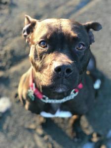 Pet of the Week: Nellie