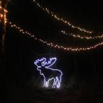 A lone moose light structure rests under strings of twinkle lights, waiting to amuse passersby, on Saturday, Dec. 16, 2017 at the Bear Creek Winery Garden of Lights near Homer, Alaska. (Photo by Megan Pacer/Homer News)