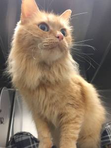 Pets of the Week: Electra