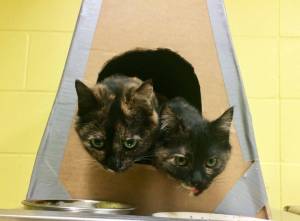 Pets of the Week: Sara