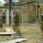 Post-vote, cannabis businesses bloom on peninsula