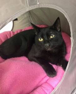 Pets of the Week: Lil’ Bit