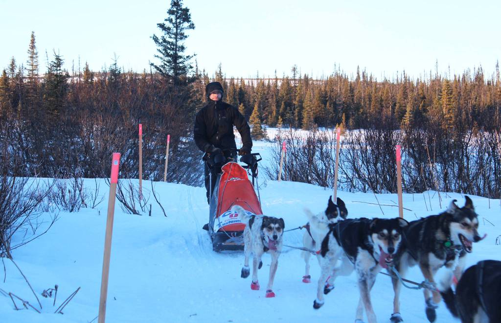 Fairbanks musher Dave Turner brings his team in to the first checkpoint in the Tustumena 200 Sled Dog Race on Saturday, Jan. 27, 2018 at McNeil Canyon Elementary School near Homer, Alaska. Originally from Portland, Oregon, Turner ran the T200 for the first time last year and took third place. This year, he said, he&rsquo;s going for the win. (Photo by Megan Pacer/Homer News)