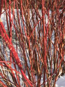 Red twig dogwood is in all its winter glory. (Photo by Rosemary Fitzpatrick)