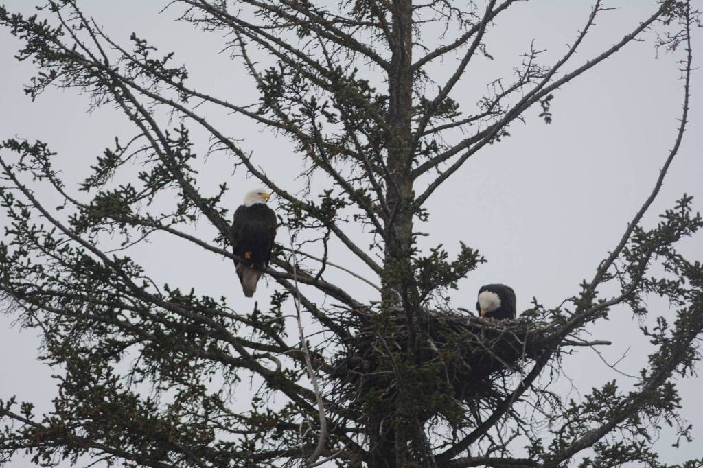 Great view, good location A pair of bald eagles sit in a nest near the Lake Street and Bypass stoplight. Since 2010, a pair of bald eagles has nested in the area near Beluga Slough. The first nest was destroyed when the tree fell down in a winter storm, but over the years eagles have built nests near the slough and in a stand of trees across from the Homer Post Office. (Photo by Michael Armstrong/Homer News)