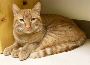 Pet of the Week: Orin