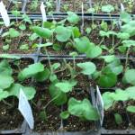 Some seedlings at Tracy Asselin&rsquo;s Baycrest Greenhouse (Photo by Rosemary Fitzpatrick)