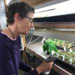 Tracy Asselin, owner of Baycrest Greenhouse, tends seedlings that she started in January. (Photo by Rosemary Fitzpatrick)