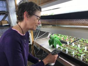 Tracy Asselin, owner of Baycrest Greenhouse, tends seedlings that she started in January. (Photo by Rosemary Fitzpatrick)