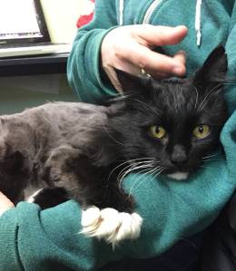 Pet of the Week: Cinch