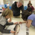 Teacher Jon Kulhanek oversees students while they dissect a salmon Thursday, March 1, 2018 at Fireweed Academy in Homer, Alaska. (Photo by Fireweed Acedemy Principal Todd Hindman)
