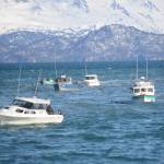 Boats return to the Homer Harbor on Saturday after the end of the 24th annual Homer Winter King Tournament on March 23, 2017. One-thousand and 12 anglers registered in the tournament in 314 boats, catching 110 king salmon weighing 1,584 pounds total. Anglers also caught 27 white kings weighing 438 pounds total. (Photo by Michael Armstrong, Homer News)